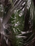 正宗壽光水果黃瓜無(wú)刺小黃瓜蔬菜生吃沙拉脆甜減脂低卡源頭直發(fā) 清甜水果黃瓜 斤 8斤 （囤貨） 曬單實(shí)拍圖