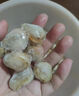 【順豐包郵】無(wú)冰特大號(hào)海捕扇貝肉新鮮冷凍海鮮鮮活野生貝肉全貝 1斤扇貝肉無(wú)冰 曬單實(shí)拍圖