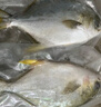 翔泰 海南深海金鯧魚(yú)2.4斤/3-4條凈重 BAP認證 生鮮魚(yú)類(lèi) 海鮮水產(chǎn)中秋 曬單實(shí)拍圖