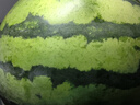 【產(chǎn)地直采】麒麟奶油西瓜 約5.5kg 曬單實(shí)拍圖
