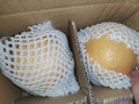 京地達山東秋月梨凈重5斤單果400g+新鮮生鮮水果 脆甜梨子 源頭直發(fā)包郵 曬單實(shí)拍圖