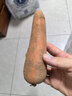 京喜加新鮮胡蘿卜當(dāng)季農(nóng)家自種蘿卜脆爽多汁水果蔬菜 新鮮胡蘿卜 2斤 帶箱 曬單實(shí)拍圖