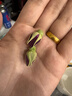 平陰玫瑰花茶綠色認(rèn)證花養(yǎng)花凍干重瓣玫瑰花蕾盒裝60g無硫山東特產(chǎn)隨手禮 曬單實(shí)拍圖