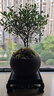 開(kāi)時(shí)果 小葉赤楠盆景擺件 辦公室桌面綠植花卉好養盆栽植物源頭直發(fā)包郵 【推薦款】舍得紫砂盆+苔蘚+底座 曬單實(shí)拍圖