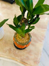 幼薇富貴竹室內(nèi)植物節(jié)節(jié)高桌面綠植帶根好養(yǎng)步步高花卉文昌竹客廳盆栽 富貴竹叢林+橘黃南瓜陶瓷盆+圓形底盤 帶盆栽好 曬單實拍圖