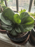 琴葉榕盆栽綠植辦公室客廳觀(guān)葉植物北歐風(fēng)室內花卉凈化空氣好養活 琴葉榕 1盆 【原土原盆】 曬單實(shí)拍圖