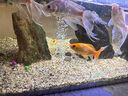 松寶（sobo）魚(yú)缸增氧泵氧氣泵增氧機家用養魚(yú)打氧泵增氧器AQ-305雙孔5W 曬單實(shí)拍圖