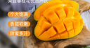 京鮮生 樹上熟 即食凱特芒果 5斤禮盒裝 4-6顆 生鮮水果 曬單實拍圖