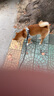 甜浪海狗繩牽引繩中小型犬遛狗胸背帶項圈貓咪牽引繩寵物用品S碼 曬單實拍圖