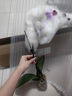 蝴蝶蘭花苗帶花苞客廳辦公室室內桌面裝飾花卉植物四季好養盆栽 寶貝蝴蝶蘭-裸苗（帶花苞+半開(kāi)放） 曬單實(shí)拍圖