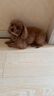 皇家狗糧 成犬狗糧 犬糧 通用犬型 CC 通用糧 ≥12月 3KG 曬單實拍圖