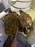 舟山梭子蟹鮮活特大野生大螃蟹新鮮冷凍海鮮水產(chǎn)海蟹飛蟹白蟹順豐 5-7兩/只【4斤 個大肉多】 曬單實拍圖