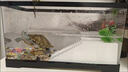 最萌寄居蟹飼養箱亞克力帶曬臺家用小型烏龜螃蟹相守蟹專(zhuān)用生態(tài)造景箱 30缸【水晶全蓋+爬臺】 曬單實(shí)拍圖