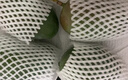 京覓四川攀枝花凱特芒 芒果凈重4.5-5斤單果400g起 新鮮水果源頭直發(fā) 曬單實(shí)拍圖