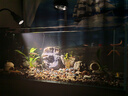 森森（SUNSUN）造浪泵魚(yú)缸水族箱沖浪泵耀藍造流吹糞便吹魚(yú)便 吸盤(pán)款13W 流量調節 適合100-150cm魚(yú)缸 曬單實(shí)拍圖