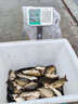 川澤無(wú)結快鎖線(xiàn)組成品主線(xiàn)組套裝日本進(jìn)口魚(yú)線(xiàn)主線(xiàn)強拉力綁好競技線(xiàn)組 4.5m【4卷裝】+收納盒剪刀 1.2號 曬單實(shí)拍圖