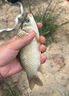 西部風(fēng)西部風(fēng)老壇蜂蜜甜薯玉米夏季野釣鯉魚(yú)草魚(yú)青魚(yú)發(fā)酵雜糧甜香味窩料 老壇蜂蜜甜薯玉米800g 曬單實(shí)拍圖