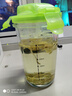 Glasslock耐熱加厚玻璃杯鋼化玻璃水杯進口杯子茶杯牛奶杯 綠色帶刻度500ml(無提繩 曬單實拍圖