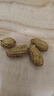 比比贊（BIBIZAN）龍巖花生帶殼水煮五香蒜香花生米熟多味零食品炒貨休閑下酒菜小吃 蒜香味【大顆粒飽滿(mǎn)酥脆】 500g 曬單實(shí)拍圖