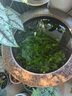萬益宏庭院大缸景德鎮(zhèn)青花瓷水缸金魚缸荷花碗蓮睡蓮盆烏龜缸酒店甲魚缸 平口翡翠綠 100x100x76cm 直徑1米高76cm 曬單實(shí)拍圖