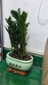 【金錢(qián)樹(shù)】盆栽客廳室內植物錢(qián)串子大型發(fā)財綠植喬遷開(kāi)業(yè)送盆花卉 6-9株 30-40cm財源廣進(jìn)寶綠陶瓷盆+肥料; 曬單實(shí)拍圖