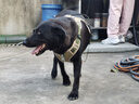 COCS狗胸背帶中大型犬背心式牽引繩防沖爆拉布拉多金毛柴犬邊牧遛狗繩 卡其狗胸背帶1個(gè)-1.5米狗繩1根 XL-(胸圍68-93cm  建議45-90斤） 曬單實(shí)拍圖