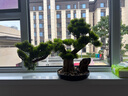 赟婭崖柏盆景仿真迎客松綠植盆景擺件造景酒店裝飾仿真樹(shù)玄關(guān)室內(nèi)景觀 迎客松盆景 曬單實(shí)拍圖