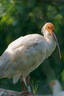 索尼（SONY）E 70-350mm F4.5-6.3 G OSS APS-C畫幅超遠(yuǎn)攝變焦G鏡頭 SEL70350G 曬單實(shí)拍圖