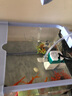 闊庭（KUOTING） 魚缸懶人魚缸家用客廳辦公室金魚缸過濾魚缸藍(lán)色款 曬單實(shí)拍圖