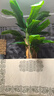 臨雅仿真大葉芭蕉樹(shù)2024新大型仿生綠植裝飾室內造景高端植物假樹(shù)擺件 2.5米芭蕉樹(shù)三桿21葉+草編盆 曬單實(shí)拍圖