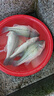 達億瓦（DAIWA）21/23 LEGALIS CS LT 紡車輪金屬線杯輕量遠(yuǎn)投釣魚輪 左右手互換型 23追加 2000S-XH(淺線杯+高高速) 曬單實拍圖