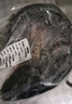 微山湖野生鯉魚四鼻鯉魚新鮮活魚現(xiàn)殺凈膛漁民捕撈 微山湖野生鯉魚 2斤/條(宰殺好15-20%損耗) 曬單實(shí)拍圖