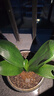 嘆為觀止君子蘭盆栽四季老苗花卉植物室內(nèi)庭院水培綠植好養(yǎng)圓頭和尚大小苗 金冠君子蘭10-12片原盆原土+送 含盆 曬單實拍圖