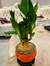 幼薇富貴竹室內(nèi)植物節(jié)節(jié)高桌面綠植帶根好養(yǎng)步步高花卉文昌竹客廳盆栽 富貴竹叢林+橘黃南瓜陶瓷盆+圓形底盤 帶盆栽好 曬單實拍圖