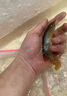 金龍魚一公一母一條也是批發(fā)價紅龍銀龍金龍混發(fā)撿漏熱帶魚 一條魚苗 曬單實拍圖