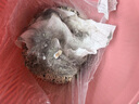 奧克斯（AUX）家用吸塵器手持地毯式低噪音小型迷你大功率強力吸塵器除塵機寵物家庭有線5米 AXS-927 白色標配版 曬單實拍圖