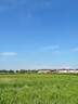 嘆為觀(guān)止大型植物發(fā)財樹(shù)各種大顆盆栽開(kāi)業(yè)喬遷客廳辦公室內好養大型花卉 辮子發(fā)財樹(shù)【1.5-1.7米】 含盆 曬單實(shí)拍圖