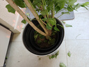 植男植女幸福樹造型綠寶盆栽真綠植客廳室內(nèi)大型綠植辦公喬遷新居源頭直發(fā) 曬單實拍圖