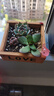 花藝萌多肉植物組合室內小盆栽手工diy套餐桌面綠植微景觀(guān)拼盤(pán)創(chuàng  )意擺件 （love 木盒）四顆隨機發(fā) 含盆 曬單實(shí)拍圖