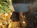 爬將軍生態(tài)烏龜缸造景魚龜混養(yǎng)懶人養(yǎng)龜小型小烏龜專用家用魚缸桌面魚缸 50混養(yǎng)缸【雙區(qū)造景+過濾照燈】 曬單實(shí)拍圖