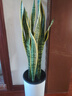 嘆為觀(guān)止大型盆栽金錢(qián)榕百合竹金錢(qián)樹(shù)發(fā)財樹(shù)清香木辦公室內落地款中型植物 虎皮蘭【1.1-1.3米】 含盆 曬單實(shí)拍圖