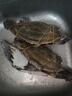梭子蟹鮮活特大野生舟山大螃蟹海鮮新鮮冷凍海蟹水產(chǎn)飛蟹白蟹順豐 7-9兩/只 【凈重5斤特大梭子蟹】 曬單實(shí)拍圖