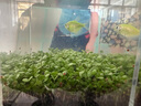 首力水草泥造景四季草魚缸水草泥草種子假山石頭造景石底砂魚缸裝飾 精選草種 優(yōu)選草籽1萬顆+水愺泥2斤 曬單實拍圖