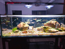 炫科炫科魚(yú)缸加熱棒自動(dòng)恒溫省電加熱器小型烏龜加溫棒ptc變頻加熱棒 【新升級 八重保護】雙屏數顯1200W 曬單實(shí)拍圖