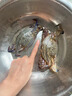 舟山梭子蟹鮮活特大野生大螃蟹新鮮冷凍海鮮水產(chǎn)海蟹飛蟹白蟹順豐 7-9兩/只【5斤凈重 特大肥壯】 曬單實(shí)拍圖