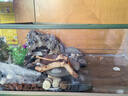 寵小帥烏龜飼養缸水陸兩棲生態(tài)烏龜缸桌面造景爬臺客廳養龜缸超白玻璃缸 【叢林景觀(guān)套餐】六大豪禮 【大號】60x37x26cm 曬單實(shí)拍圖