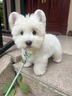 西高地幼犬純種軟毛剛毛雙血統賽級寵物狗活體西高地白梗狗中小型 血統級 母 曬單實(shí)拍圖