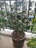 香妃茶花山茶花樹(shù)苗盆栽花卉植物四季開(kāi)花陽(yáng)臺庭院耐寒濃香老樁 精選香妃茶花10年苗【花期帶花苞】 曬單實(shí)拍圖