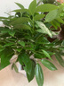 行湘平安樹盆栽大型綠植新房植物 平安樹1-1.2米+菱形樹脂盆 源頭直發(fā) 曬單實(shí)拍圖