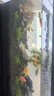 悠梵萌魚(yú)缸溪流石底砂造景沙子水草裝飾雨林鋪底石頭天然石5斤0.5-1cm 曬單實(shí)拍圖
